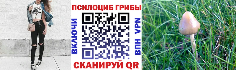 Псилоцибиновые грибы прущие грибы  Алапаевск 